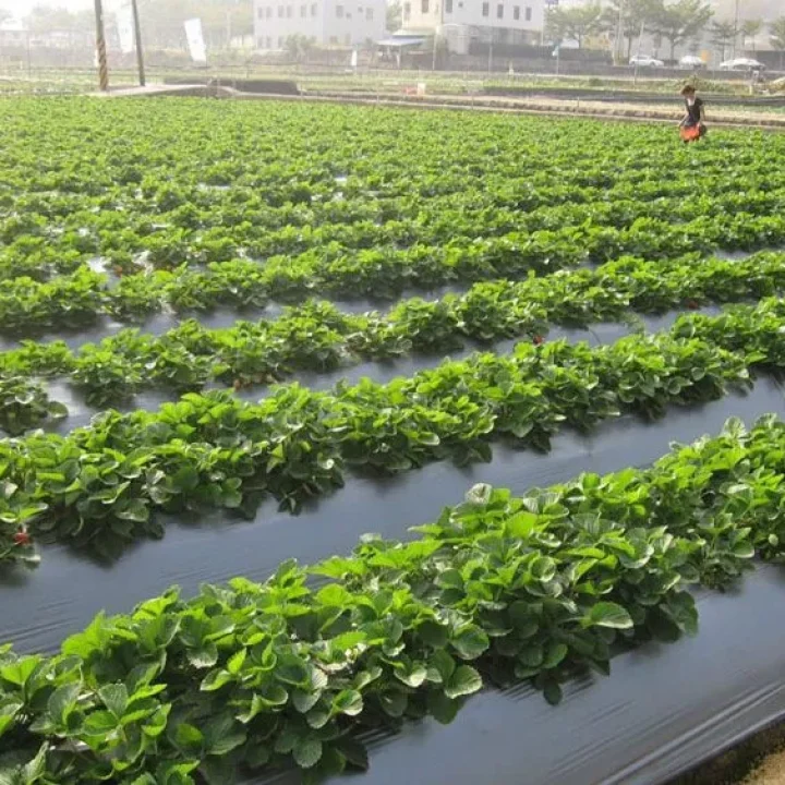 mulching sheets 900x564